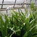 Hymenocallis littoralis or Spider Lilly