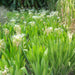 Hymenocallis littoralis or Spider Lilly