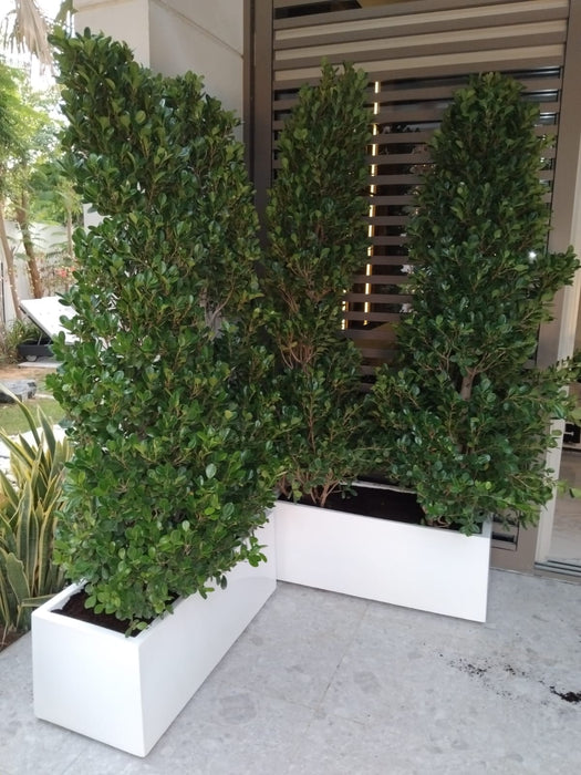 Ficus Cone 1.8- 2m in Fiber Glass Pot (GRP) (100x40x40)