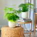Set of 2 Asparagus Ferns