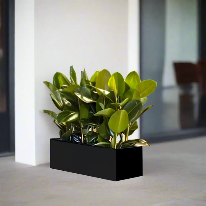 Rubber Plant Indoor or Ficus Elastica Trio in Rectangular Fiber Glass Planter (GRP) (90x30x30cm)