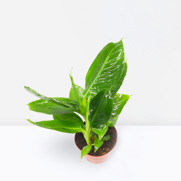 Musa tropicana, Dwart Indoor Banana Plant 25 - 30cm
