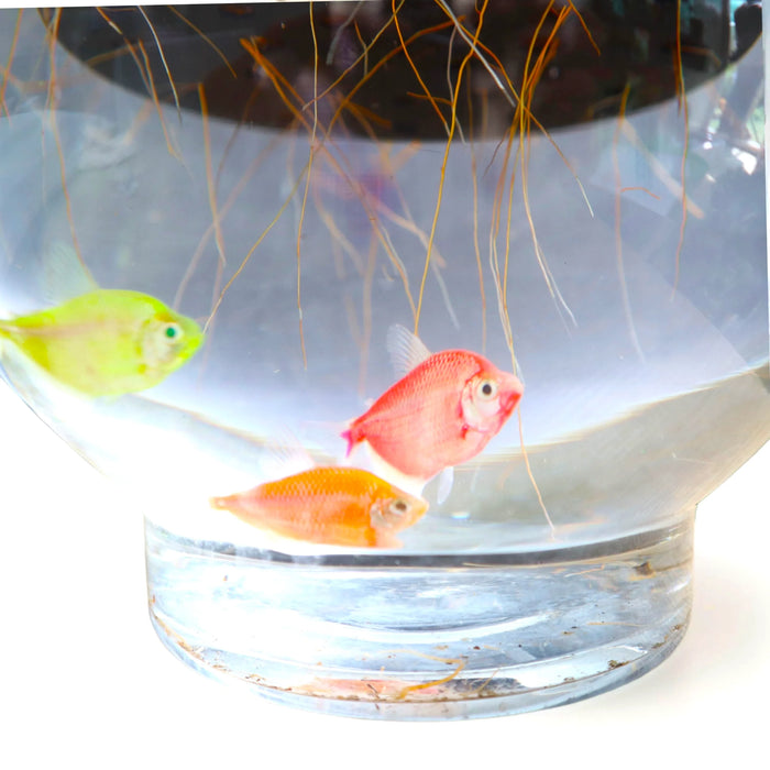 Lucky Bamboo Fish Bowl "70cm Height"
