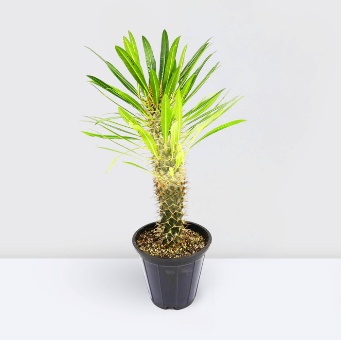Pachypodium Lamerei | cactus | Madagascar Palm