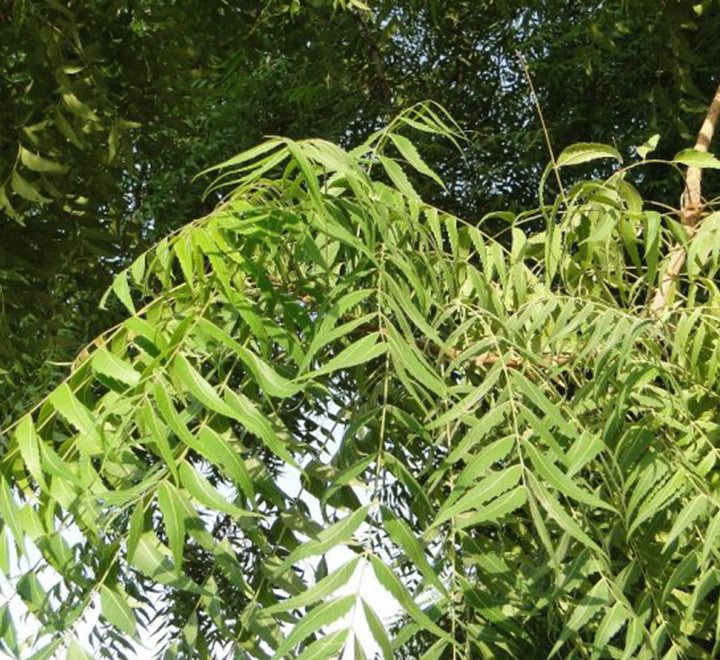 Azadirachta indica "Neem Tree"