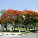 Delonix regia, Flame Tree or Royal Poinciana