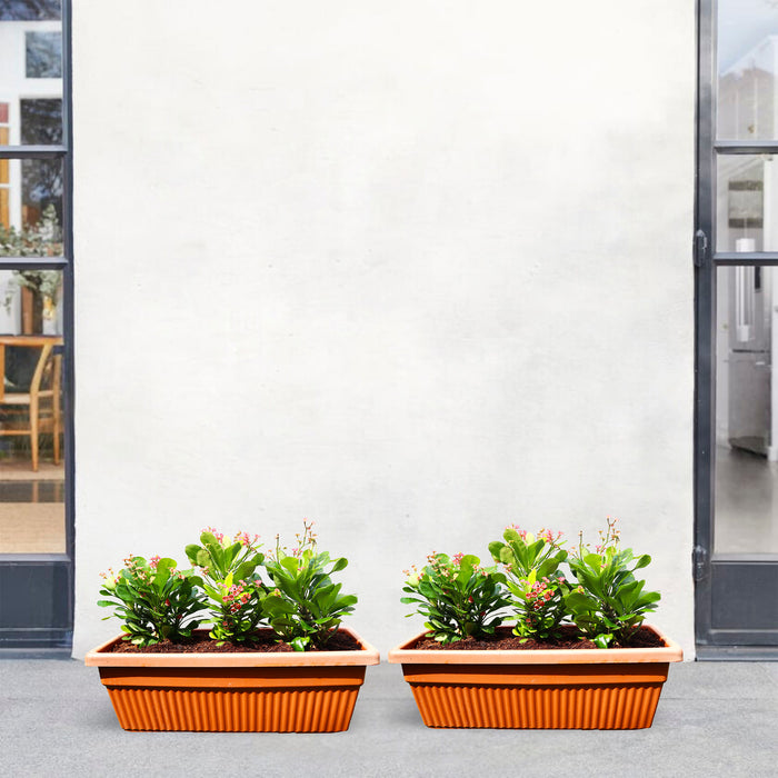 Euphorbia Millii Or Crown of Thorns 25 – 35cm | Cosmoplast Planter