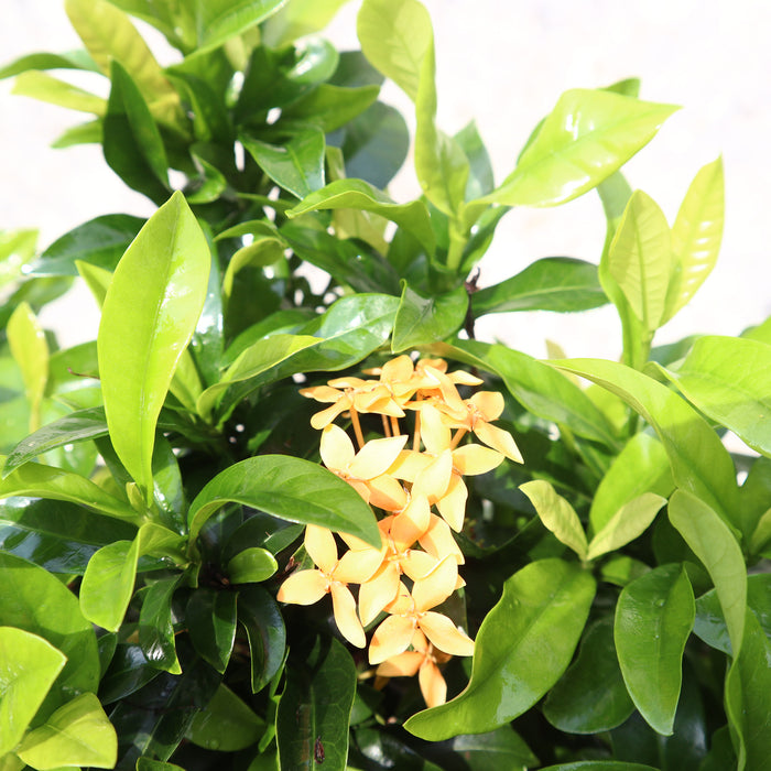 Ixora Chinensis | Yellow Flower