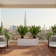 2x Cycas Revoluta "Sago Palm" in Grp Rectengular Pot 120x30x30 - Greensouq - 