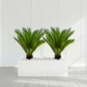 2x Cycas Revoluta "Sago Palm" in Grp Rectengular Pot 120x30x30 - Greensouq - 