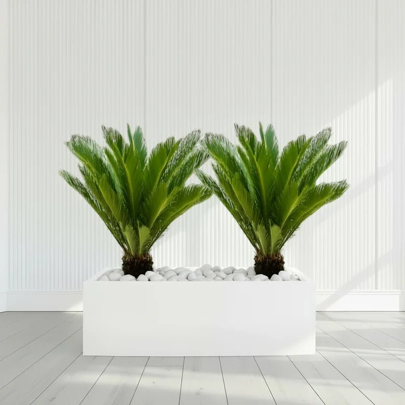 2x Cycas Revoluta "Sago Palm" in Grp Rectengular Pot 120x30x30 - Greensouq - 