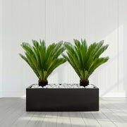 2x Cycas Revoluta "Sago Palm" in Grp Rectengular Pot 120x30x30 - Greensouq - 