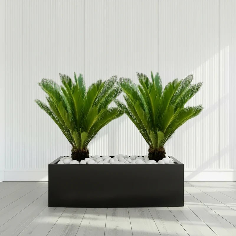 2x Cycas Revoluta "Sago Palm" in Grp Rectengular Pot 120x30x30 - Greensouq - 