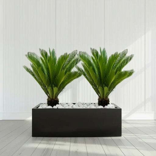 2x Cycas Revoluta "Sago Palm" in Grp Rectengular Pot 120x30x30 - Greensouq - 