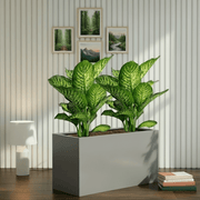 2x Dieffenbachia Seguine Or Maroba 60–80cm in 90×30×50 GRP Planter - Greensouq - 