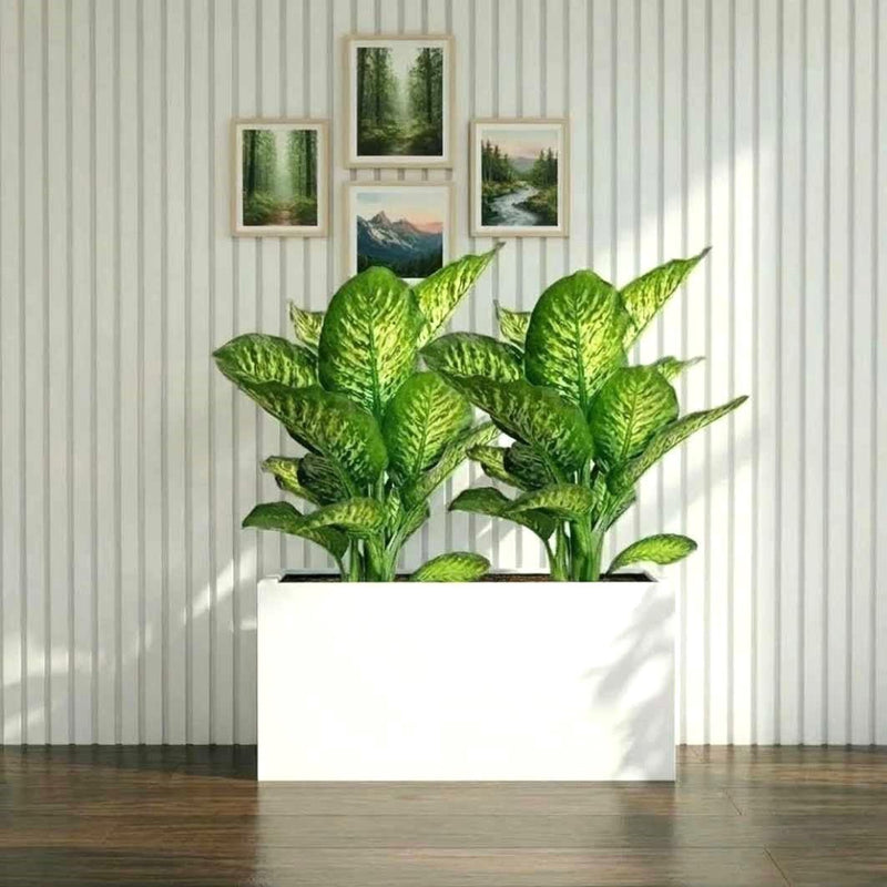 2x Dieffenbachia Seguine Or Maroba 60–80cm in 90×30×50 GRP Planter - Greensouq - 