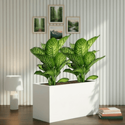 2x Dieffenbachia Seguine Or Maroba 60–80cm in 90×30×50 GRP Planter - Greensouq - 