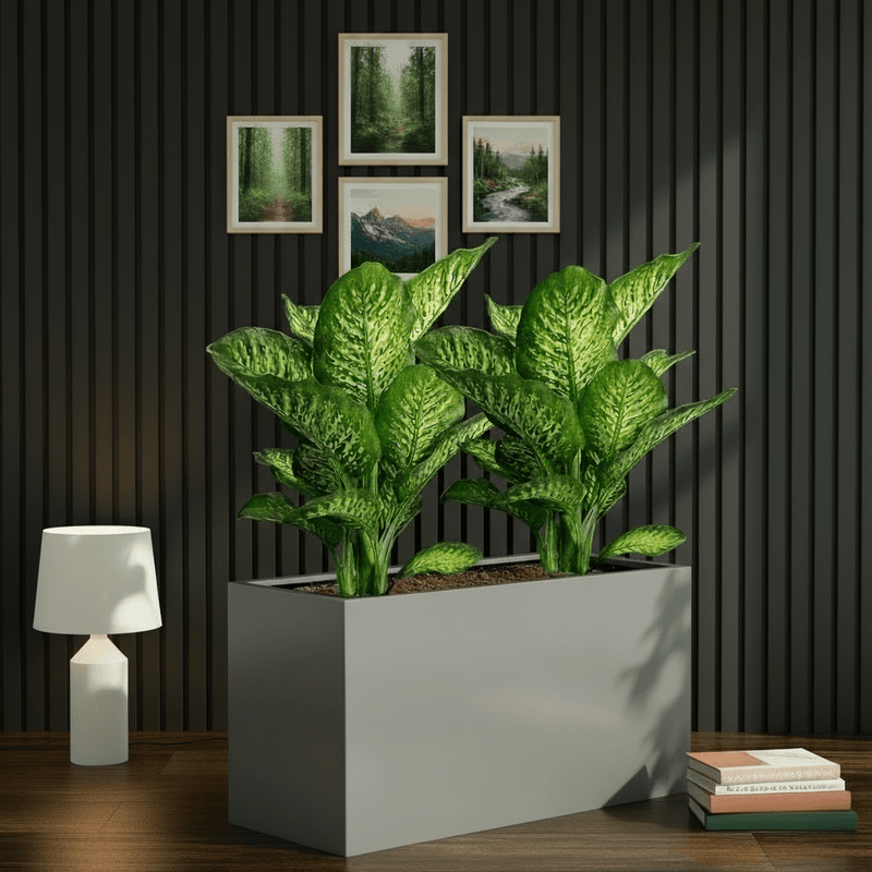 2x Dieffenbachia Seguine Or Maroba 60–80cm in 90×30×50 GRP Planter - Greensouq - 