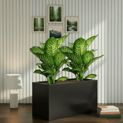 2x Dieffenbachia Seguine Or Maroba 60–80cm in 90×30×50 GRP Planter - Greensouq - 
