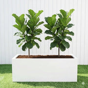 2x Ficus Lyrata or Fiddle Leaf Fig in Grp Pot 90 - 30 - 30 - Greensouq - 