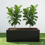 2x Ficus Lyrata or Fiddle Leaf Fig in Grp Pot 90 - 30 - 30 - Greensouq - 