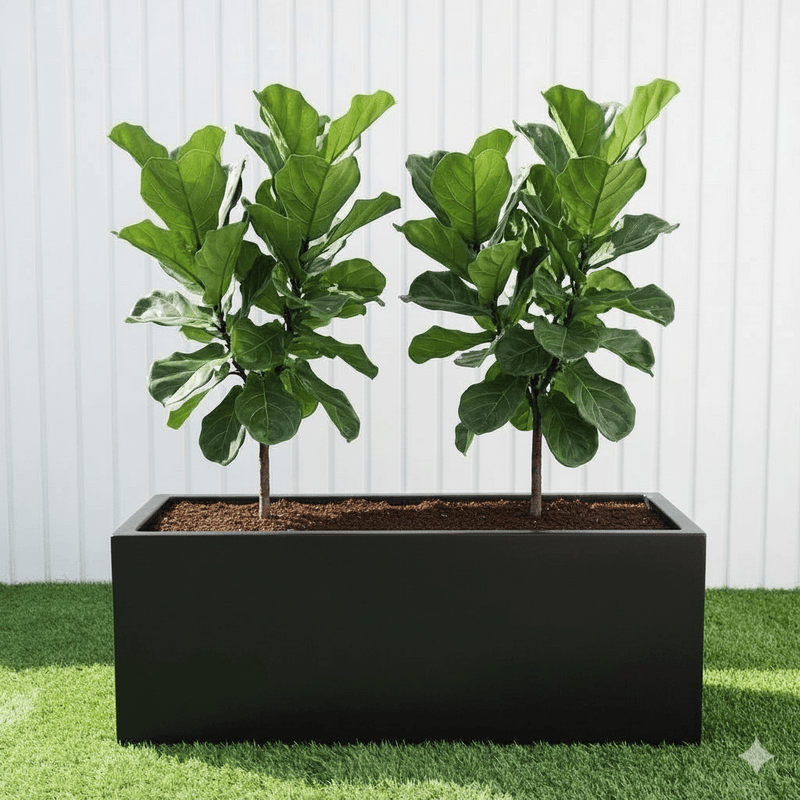 2x Ficus Lyrata or Fiddle Leaf Fig in Grp Pot 90 - 30 - 30 - Greensouq - 