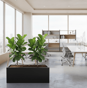 2x Ficus Lyrata or Fiddle Leaf Fig in Grp Pot 90 - 30 - 30 - Greensouq - 