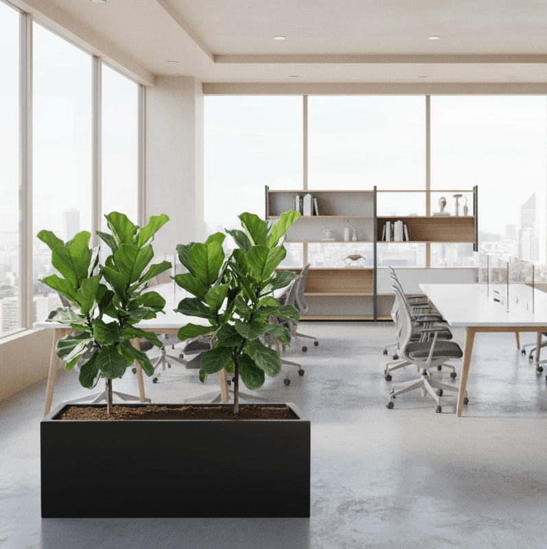 2x Ficus Lyrata or Fiddle Leaf Fig in Grp Pot 90 - 30 - 30 - Greensouq - 