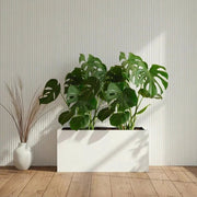 2x Monstera Swiss Cheese 50 - 60cm in Grp Pot 90x30x60 - Greensouq - 