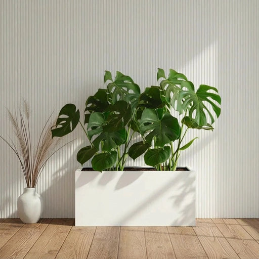 2x Monstera Swiss Cheese 50 - 60cm in Grp Pot 90x30x60 - Greensouq - 