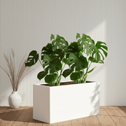 2x Monstera Swiss Cheese 50 - 60cm in Grp Pot 90x30x60 - Greensouq - 