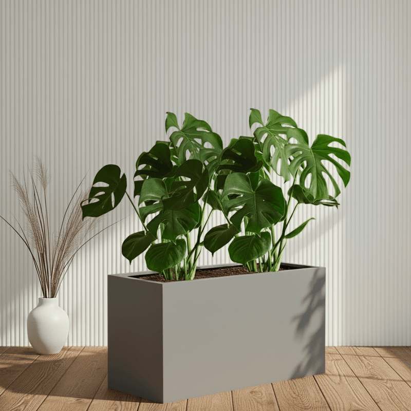 2x Monstera Swiss Cheese 50 - 60cm in Grp Pot 90x30x60 - Greensouq - 