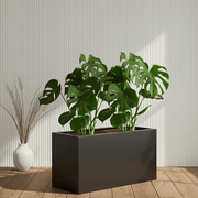 2x Monstera Swiss Cheese 50 - 60cm in Grp Pot 90x30x60 - Greensouq - 