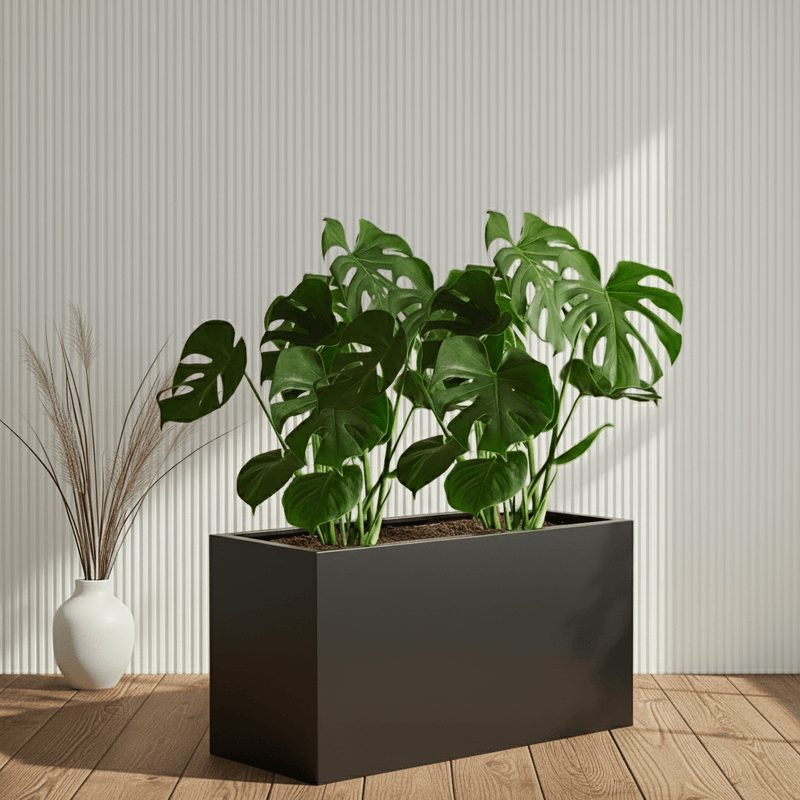 2x Monstera Swiss Cheese 50 - 60cm in Grp Pot 90x30x60 - Greensouq - 