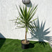 Yucca elephantipes variegata or Variegated Spineless Yucca