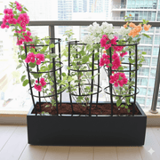 3 Bougainvillea Spectabilis 80 - 100cm in Grp Planter (100 - 30 - 30cm) - Greensouq - 