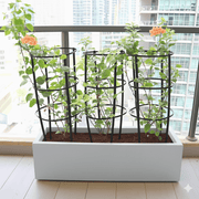 3 Bougainvillea Spectabilis 80 - 100cm in Grp Planter (100 - 30 - 30cm) - Greensouq - 