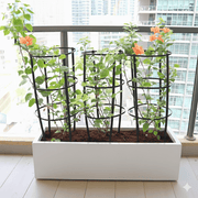 3 Bougainvillea Spectabilis 80 - 100cm in Grp Planter (100 - 30 - 30cm) - Greensouq - 