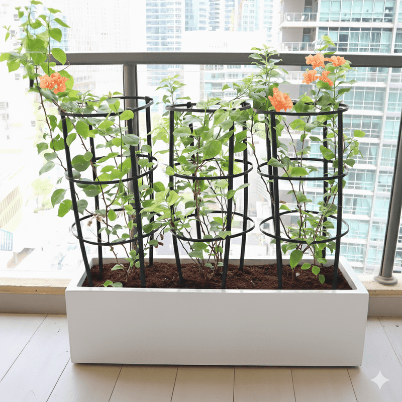 3 Bougainvillea Spectabilis 80 - 100cm in Grp Planter (100 - 30 - 30cm) - Greensouq - 