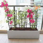 3 Bougainvillea Spectabilis 80 - 100cm in Grp Planter (100 - 30 - 30cm) - Greensouq - 