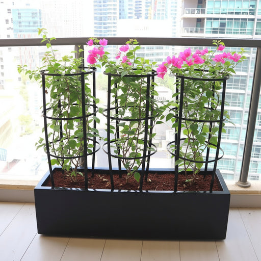 3 Bougainvillea Spectabilis 80 - 100cm in Grp Planter (100 - 30 - 30cm) - Greensouq - 