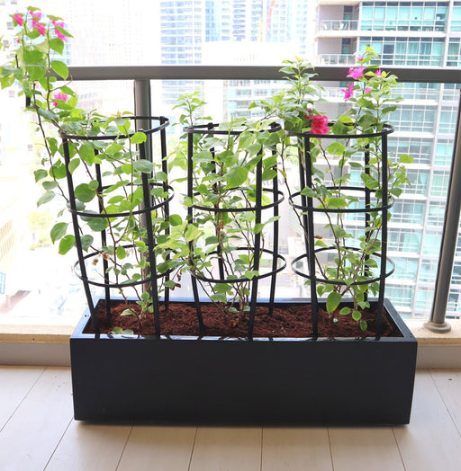3 Bougainvillea Spectabilis 80 - 100cm in Grp Planter (100 - 30 - 30cm) - Greensouq - 