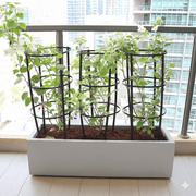 3 Bougainvillea Spectabilis 80 - 100cm in Grp Planter (100 - 30 - 30cm) - Greensouq - 