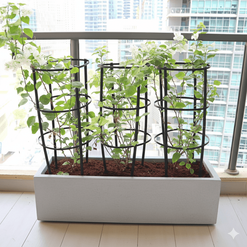 3 Bougainvillea Spectabilis 80 - 100cm in Grp Planter (100 - 30 - 30cm) - Greensouq - 