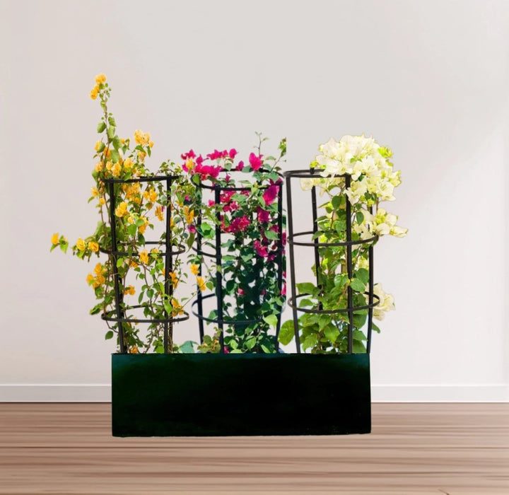 3 Bougainvillea Spectabilis 80 - 100cm in Grp Planter (100 - 30 - 30cm) - Greensouq - 