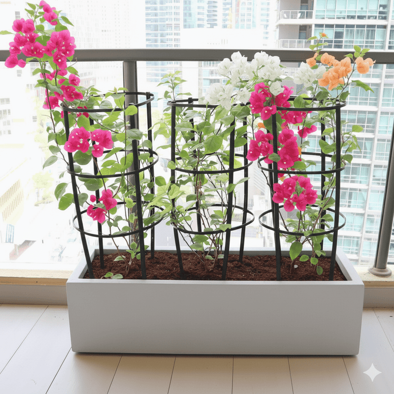 3 Bougainvillea Spectabilis 80 - 100cm in Grp Planter (100 - 30 - 30cm) - Greensouq - 