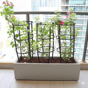 3 Bougainvillea Spectabilis 80 - 100cm in Grp Planter (100 - 30 - 30cm) - Greensouq - 