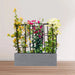 3 Bougainvillea Spectabilis 80 - 100cm in Grp Planter (100 - 30 - 30cm) - Greensouq - 