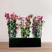 3 Bougainvillea Spectabilis 80 - 100cm in Grp Planter (100 - 30 - 30cm) - Greensouq - 