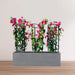 3 Bougainvillea Spectabilis 80 - 100cm in Grp Planter (100 - 30 - 30cm) - Greensouq - 